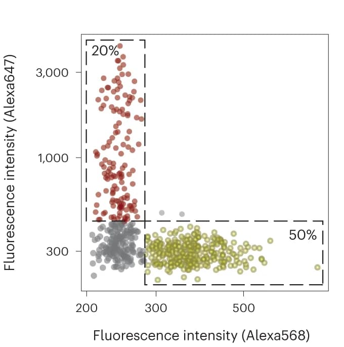 Open access visualization of Scatter Plot, Fluorescence intensities, E-cadherin, Glul, Shape