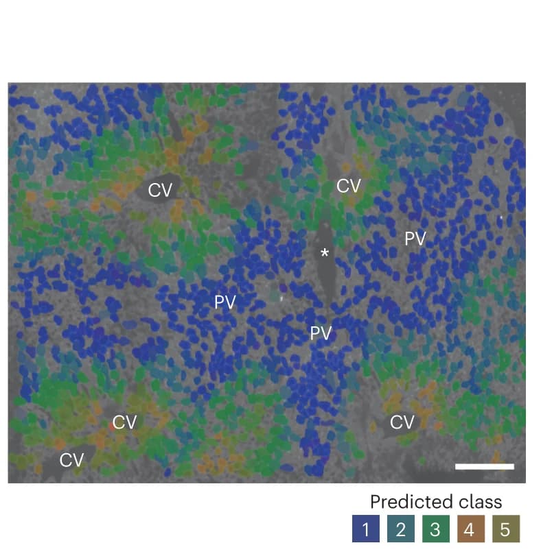 Open access visualization of Microscopy, Predicted classes, Hepatocytes, Class probability