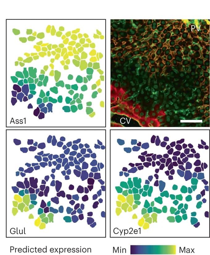 Open access visualization of Microscopy, Scatter Plot, Heatmap, Spatial depiction, Biological replicate