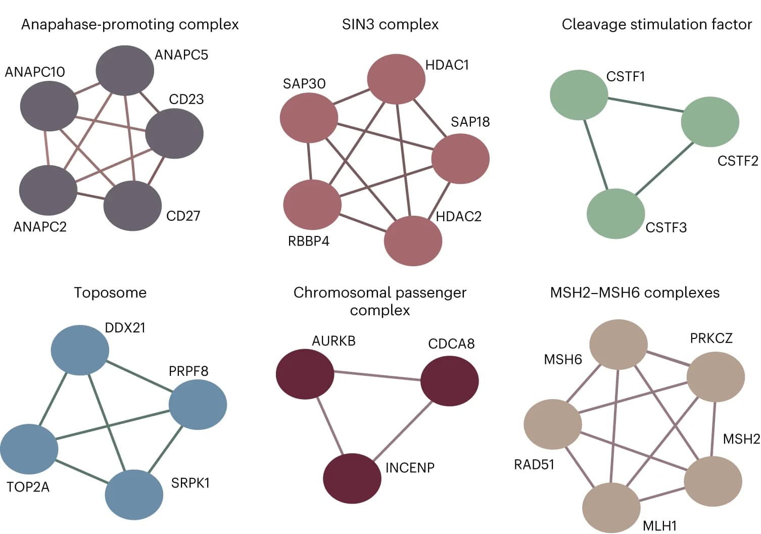 Open access visualization of Network, Pathway, Protein Complexes, CSTF Complex, MSH2-MSH6 Complexes
