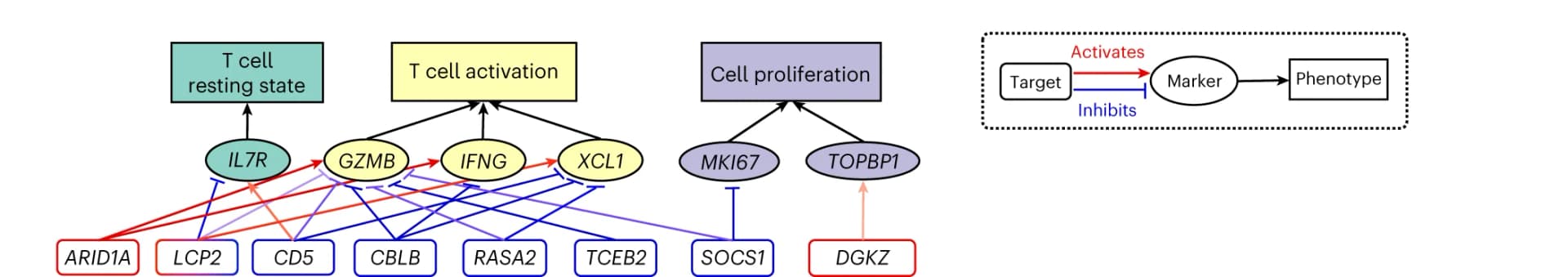 Open access visualization of Pathway, Target, Marker, Phenotype, Regulatory Network