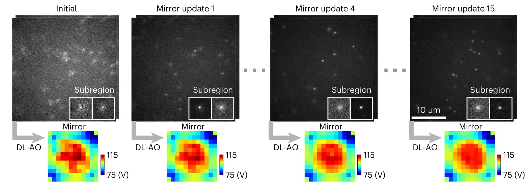 Open access visualization of Microscopy, Heatmap, DL-AO, Feedback Flow