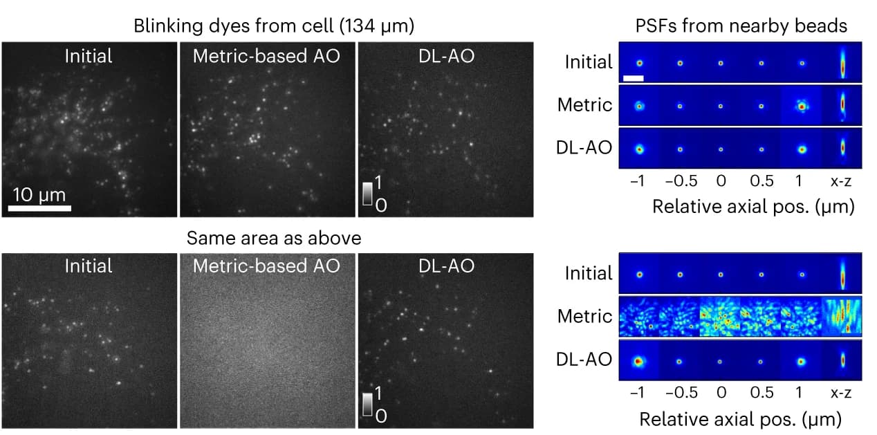 Open access visualization of Microscopy, DL-AO, Metric-Based AO, Sample-Induced Distortion, Water-Based Medium