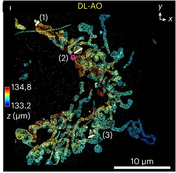 Open access visualization of Microscopy, 3D SMLM reconstruction, Tom20, Water-based media, DL-AO