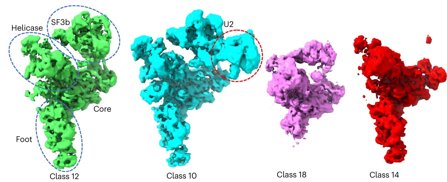 Open access visualization of Protein Structure, Conformations, Compositional Heterogeneities, Density Maps, Pre-catalytic Spliceosome