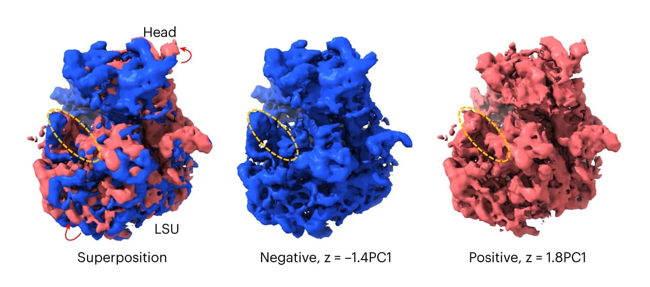Open access visualization of Protein Structure, Chain Occupancy, Peripheral RNA, LSU, Conformations