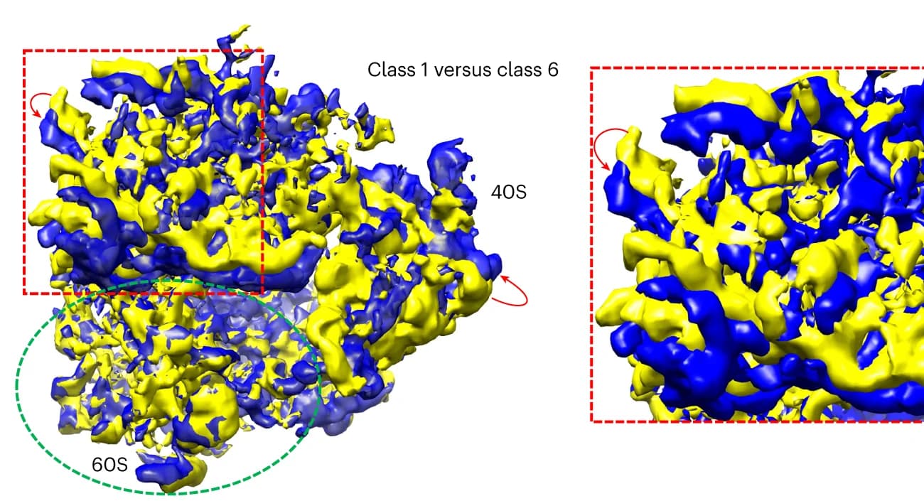 Open access visualization of Protein Structure, Superimposition, 40S Subunits, Displacement, 60S