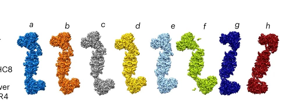 Open access visualization of Protein Structure, Density Maps, NEXT Complex, Conformations, MTR Domains
