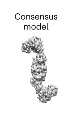 Open access visualization of Protein Structure, Consensus Map, cryoSPARC