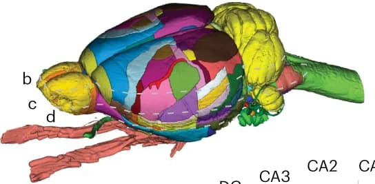 Open access visualization of 3D Plot, Protein Structure, Rat Brain Atlas, 3D Rendering