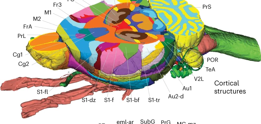 Open access visualization of 3D Plot, Horizontal Cut, Dorsal, Brain Atlas, Cortical Brain Region