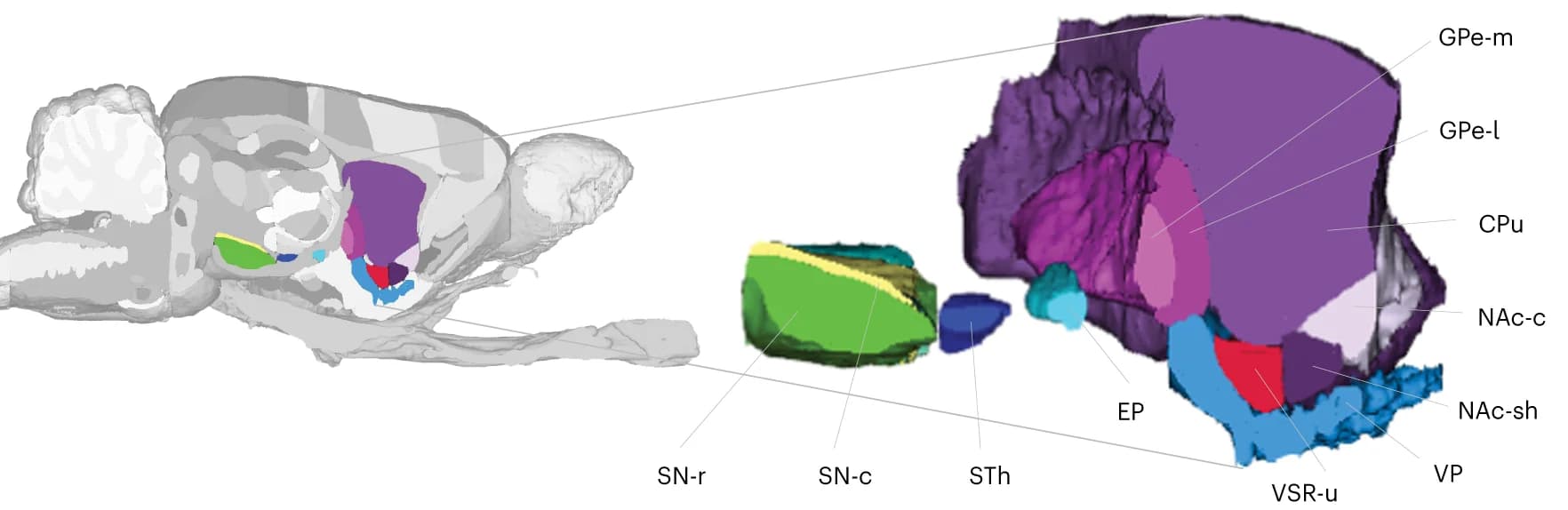 Open access visualization of 3D Plot, Striatopallidal region, Midbrain dopaminergic regions, Globus pallidus external, Entopeduncular nucleus