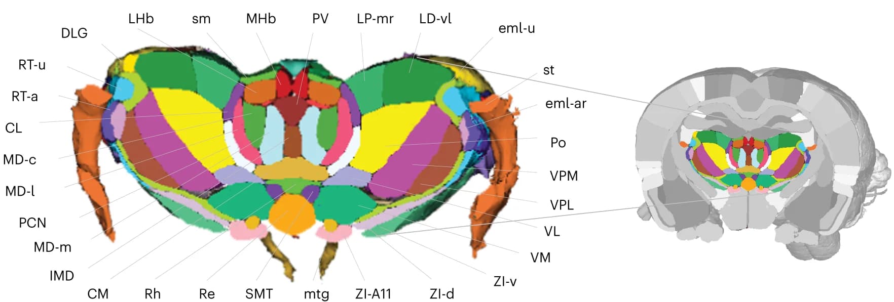 Open access visualization of 3D Plot, Thalamic subdivisions, Submedius thalamic nucleus, Rhomboid thalamic nucleus, Reuniens thalamic nucleus