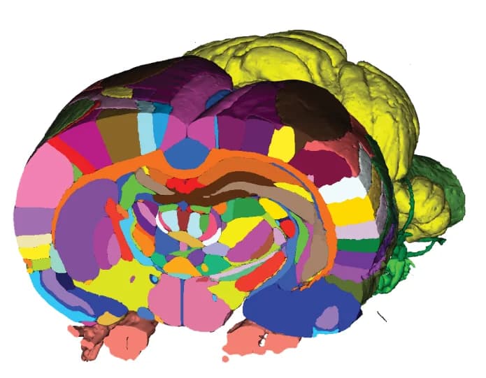 Open access visualization of 3D Plot, 3D Surface Visualizations, Atlas, EBRAINS Siibra viewer tool, Arbitrary Plane
