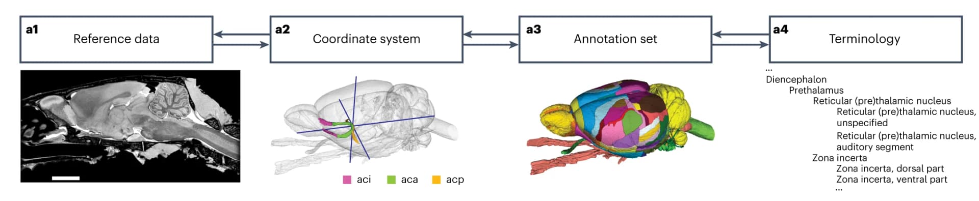Open access visualization of Workflow, Illustration, Microscopy, 3D Plot, WHS Rat Brain Atlas