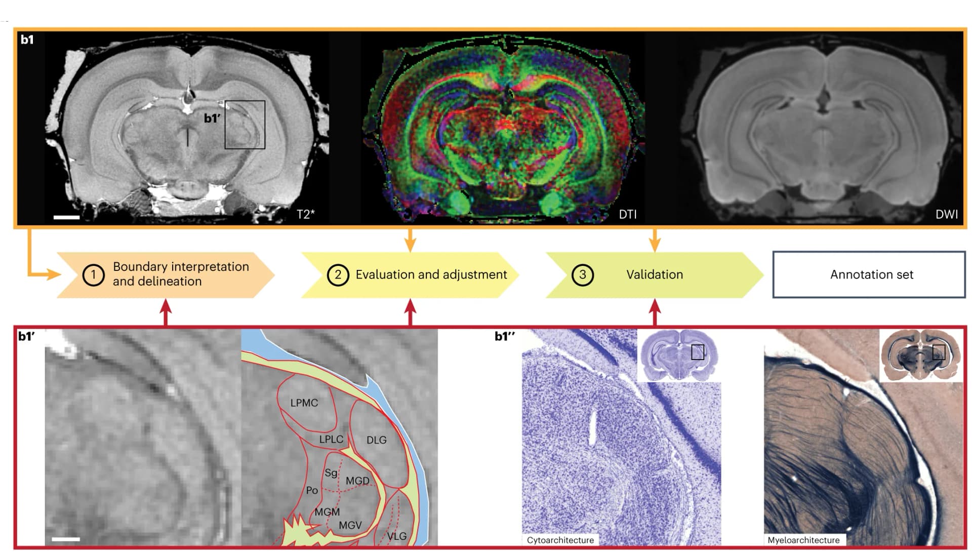 Open access visualization of Workflow, Microscopy, Illustration, Atlas Annotation, Reference Data