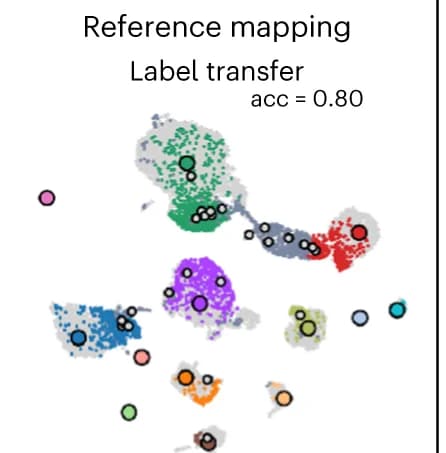 Open access visualization of Scatter Plot, UMAP, Query Cells, Reference Data, Reference Mapping