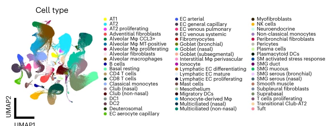 Open access visualization of UMAP, HLCA, Reference Building, Cell Type, Dendritic Cell