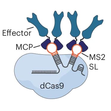 Open access visualization of Illustration, dCas9, gRNA, MS2 stem-loops, MCP fusion proteins