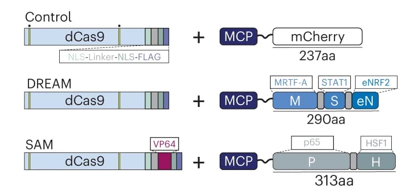 Open access visualization of Illustration, dCas9, MCP fusion proteins, Nuclease-inactivating mutations