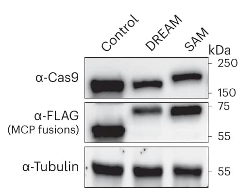 Open access visualization of Gel, dCas9, dCas9-VP64, FLAG-tagged MCP-mCherry, FLAG-tagged MCP-MSN