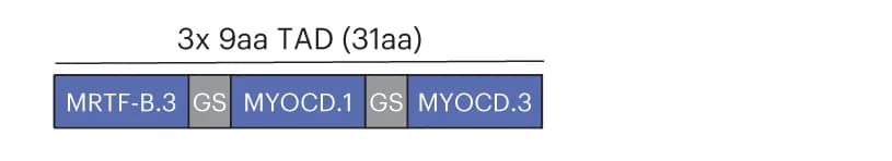 Open access visualization of Illustration, 3x 9aa TAD, MYOCD, MRTF-B TADs, Glycine-serine Linker
