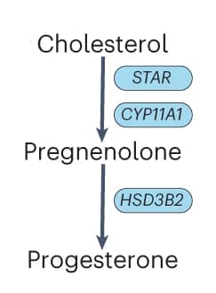 Open access visualization of Workflow, Flowchart, Biosynthetic Pathway, Progesterone Production