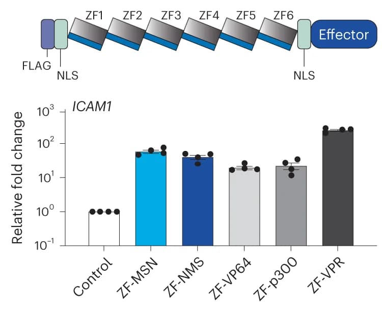 Open access visualization of Bar Plot, Zinc finger proteins, Effector domains, ICAM1 promoter, ICAM1 expression