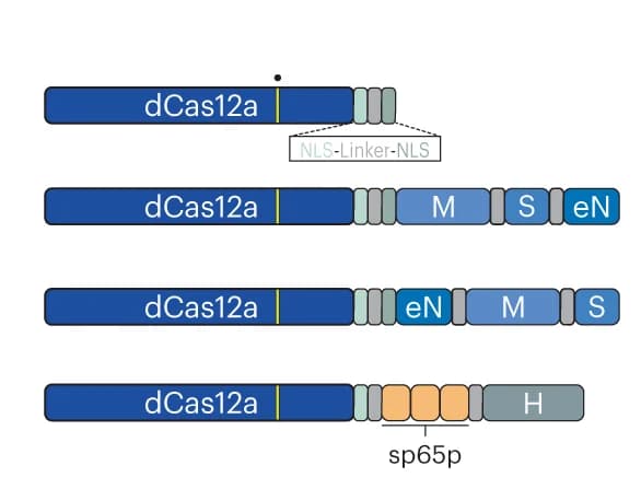 Open access visualization of Illustration, dCas12a protein, Fusions, E993A mutation, DNase-inactivating mutation