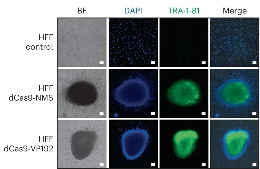 Open access visualization of Microscopy, Immunofluorescence Microscopy, HFF, dCas9-NMS, dCas9-VP192