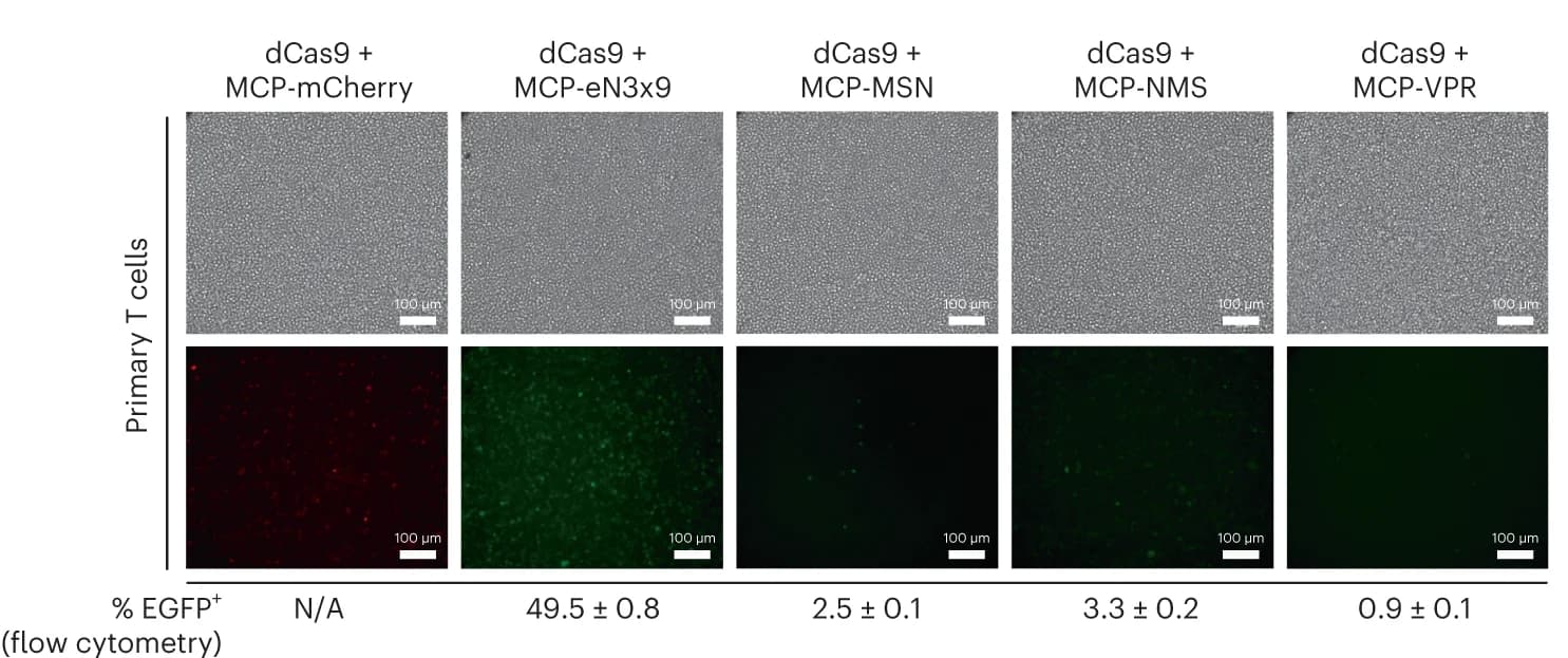 Open access visualization of Microscopy, Error Bars, Immunofluorescence Microscopy, mCherry/EGFP expression, Human T Cells