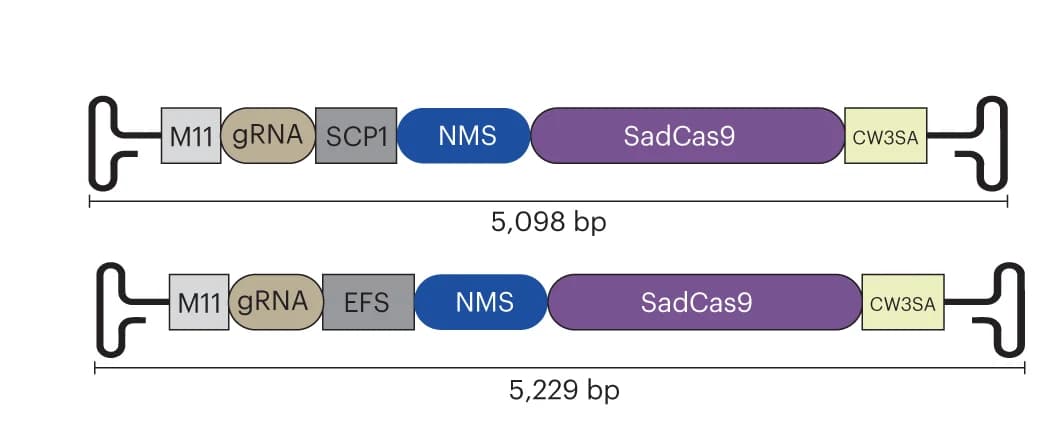 Open access visualization of Illustration, AAV Constructs, CRISPR-DREAM, EFGP Control Vector, hSyn Promoter