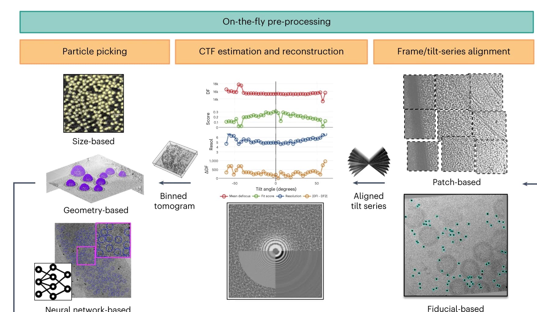 Open access visualization of Workflow, Line Plot, Microscopy, Tilt Series, Data Collection