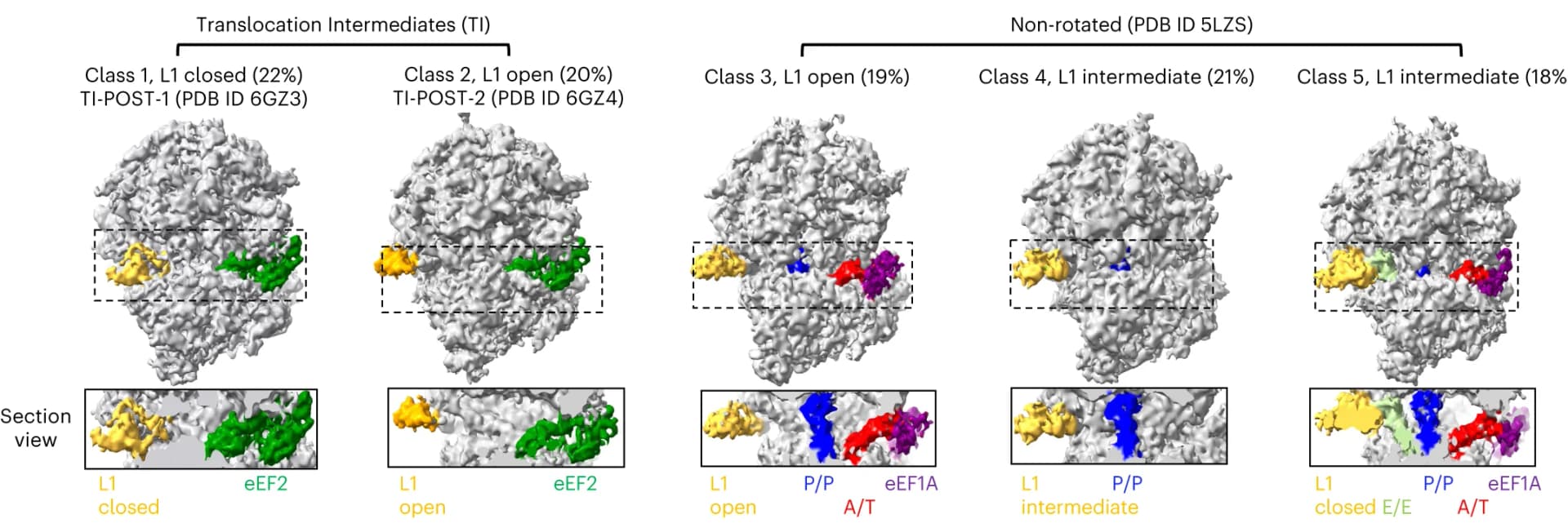 Open access visualization of Protein Structure, 80S Ribosomes, Cofactors, Pre-translocational State, Post-translocational State