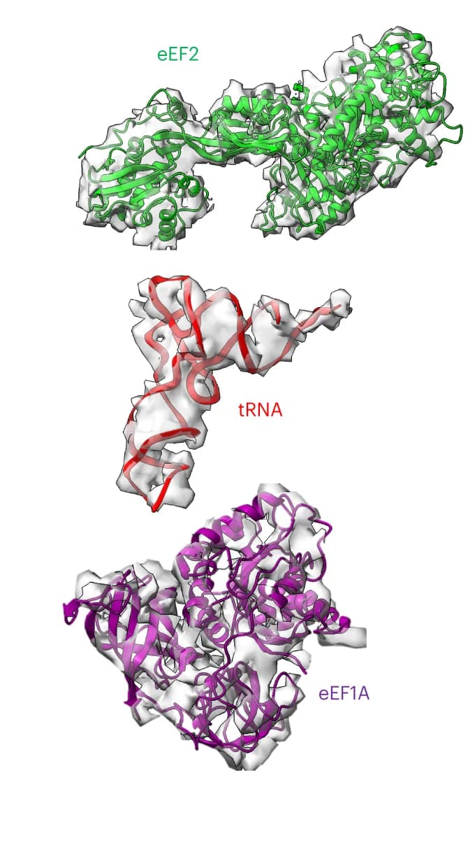 Open access visualization of Protein Structure, eEF2, tRNA, eEF1A, Density