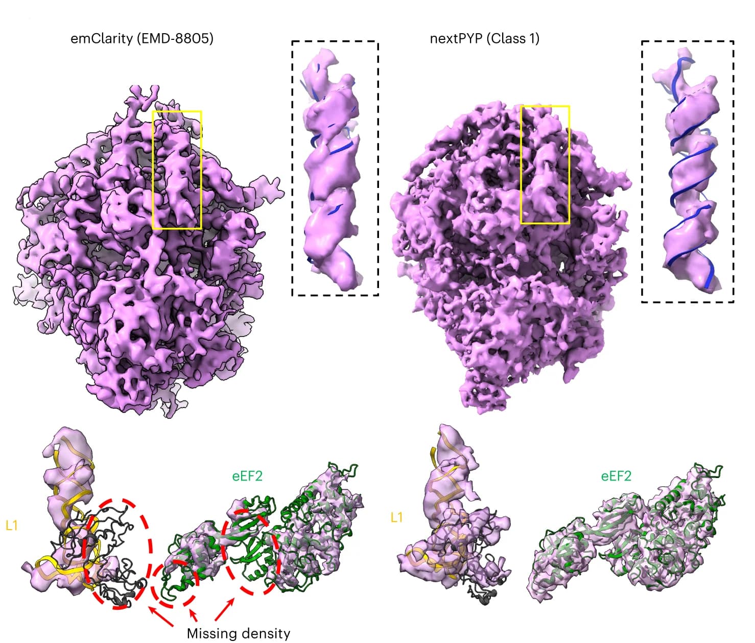 Open access visualization of Protein Structure, Map Quality, emClarity, nextPYP, Helical RNA