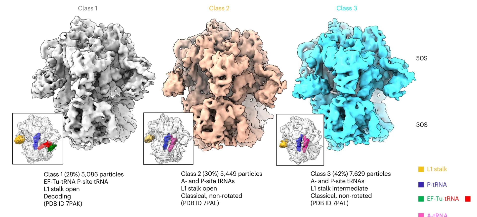 Open access visualization of Protein Structure, 70S Ribosomes, Translating States, L1 Stalk Conformations, Decoding State