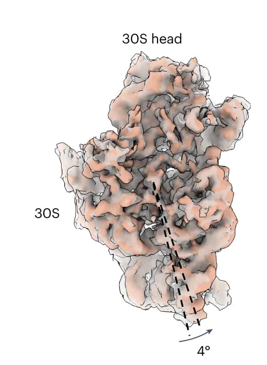 Open access visualization of Protein Structure, Superimposed Maps, 30S Subunit, Small Subunit Rotation, tRNA Loading