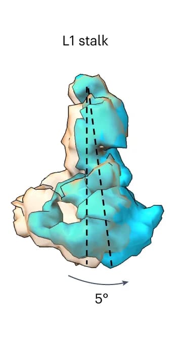 Open access visualization of Protein Structure, L1 Stalk, Superimposed Density, Open State, Half-Closed State