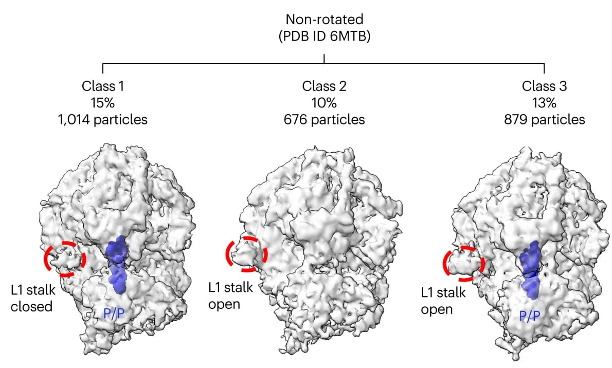 Open access visualization of Protein Structure, 80S Ribosomes, Cryo-FIB Lamellae, Non-Rotated States, P-site tRNA