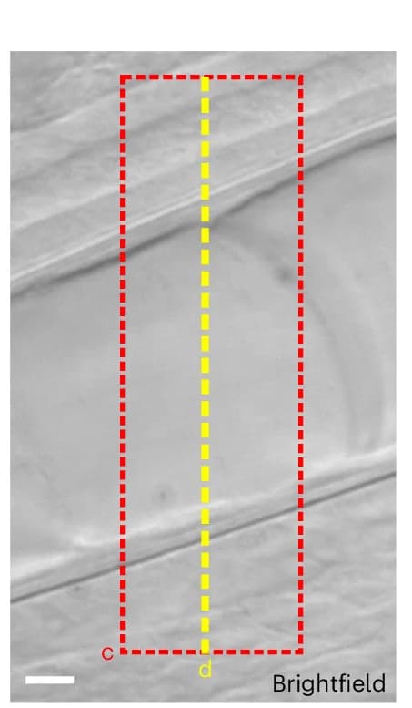 Open access visualization of Microscopy, Brightfield Image, Notochord, Zebrafish Larva