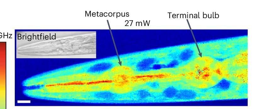 Open access visualization of Heatmap, Microscopy, Photo, Brillouin Shift Image, Head