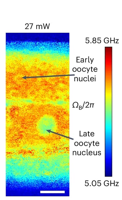 Open access visualization of Heatmap, Brillouin Shift Image, Brightfield Image, Gonad, Oocyte Nuclei
