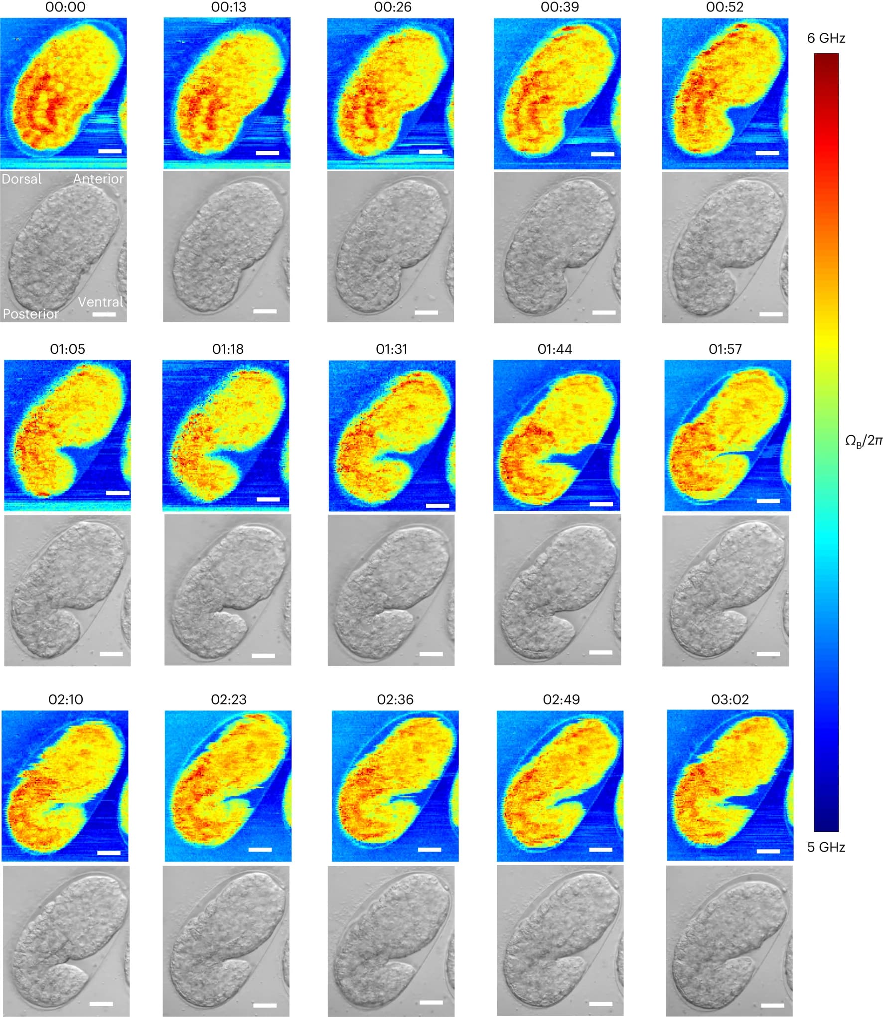 Open access visualization of Heatmap, Microscopy, Brillouin Shift, Brightfield, Embryo