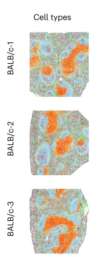 Open access visualization of Microscopy, Single-Cell, Spatial Images, Mouse Spleen, CODEX