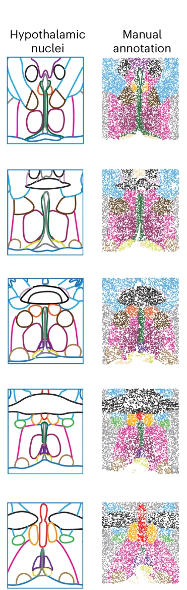 Open access visualization of Illustration, Hypothalamic Nuclei, TCN Membership, Manual Annotation