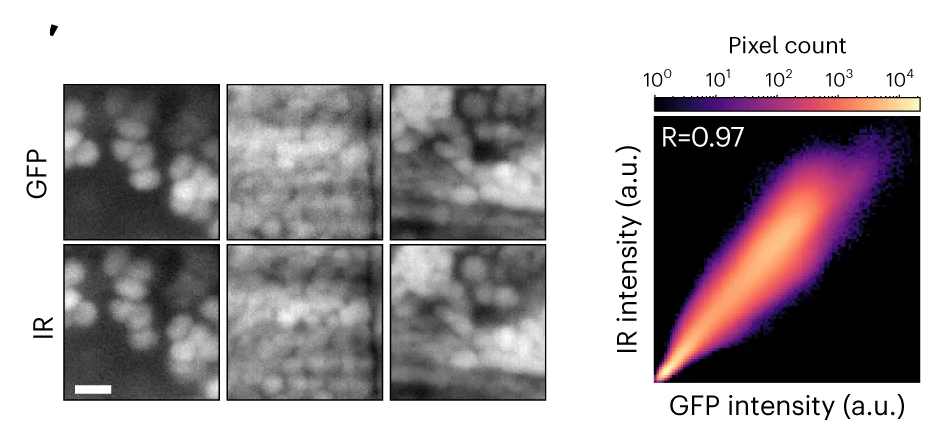 Open access visualization of Microscopy, Scatter Plot, Heatmap, Superficial Patches, Pixelwise Correlation Plots