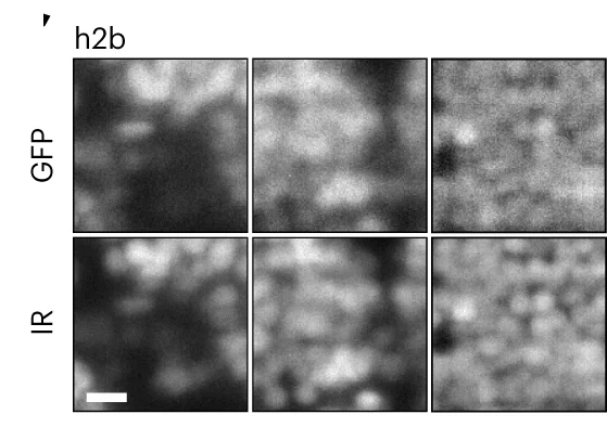 Open access visualization of Microscopy, Deeper Patches, Vascular Marker, Zebrafish