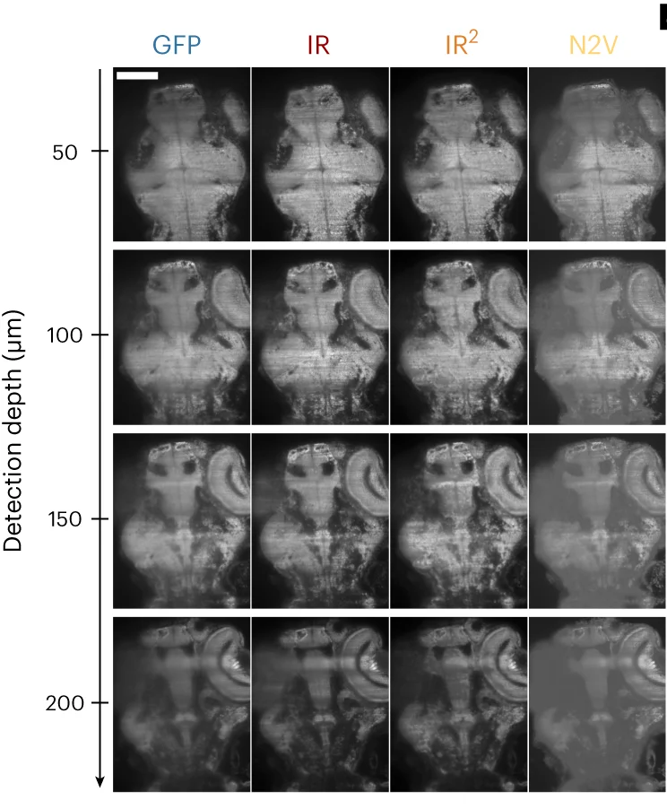 Open access visualization of Microscopy, GFP, IR Images, Zebrafish Larva, IR 2