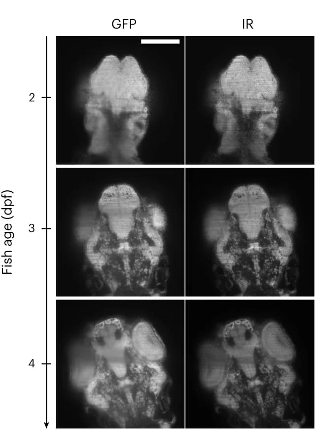 Open access visualization of Microscopy, GFP Images, IR Images, Zebrafish Larvae, Fertilization